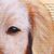 'Golden Retriever' - Signed Painting of a Golden Retriever from Bali (image 2b) thumbail
