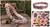 Soda pop-top belt, 'Multicolor Armor Chain Mail in Pink' - Soda pop-top belt thumbail
