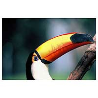 'Toucan' - Brazilian Toucan Bright Color Photograph