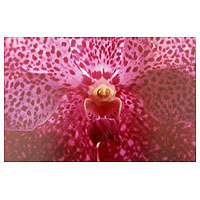 'Pink Orchid' - Close Up Pink Orchid Color Photograph