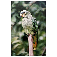 'Parrot' - Color photograph on Fuji Cristal paper Parrot
