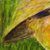 Giclee print on card stock, 'Gigantic Harvester' - Signed Expressionist Giclee Portrait Print on Paper (image 2b) thumbail