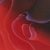 'Essential Amazement III' - Signed Close-Up Painting of a Red Rose from Brazil (image 2b) thumbail