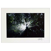 Color photograph, 'Tropical Forest' - Signed Color Photograph of Brazil's Tropical Forest