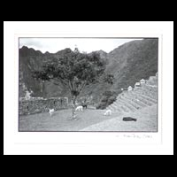 'Llamas in Macchu Picchu' - Black and White Photograph Llamas in Macchu Picchu