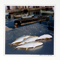 'Four Fishes' - Color Fish Photograph from Brazil