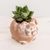 Ceramic planter, 'Petite Pig' - Small Pig Planter from El Salvador thumbail