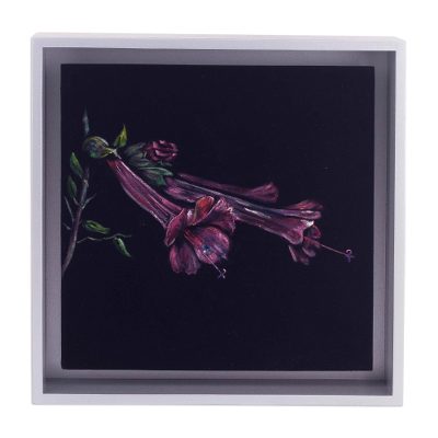 'The Cantua' - Framed Painting of a Salvia Flower from Peru