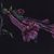 'The Cantua' - Framed Painting of a Salvia Flower from Peru (image 2c) thumbail