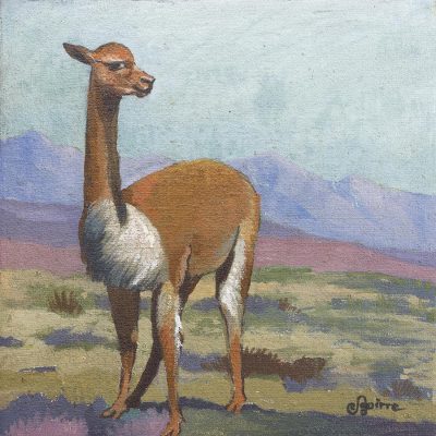 Vicuña of the Andes