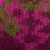 Alpaca blend hat, 'Burgundy Andean Mosaics' - Knit Alpaca Blend Hat in Burgundy Pink Green and Yellow Hues (image 2c) thumbail
