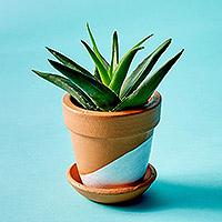 Terracotta planter, 'Sleek Garden in White' - Terracotta Planter Pot from India