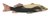Wood sculpture, 'African Loodin Fish' - Hand Crafted African Black Fish Sculpture (image 2a) thumbail