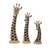 Wood sculptures, 'Giraffe Trio' (set of 3) - Set of 3 Hand Carved Giraffe Head Sculptures from Ghana (image 2a) thumbail