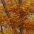 'Beauty of Nature I' - Original Signed Ghanaian Autumn Landscape Painting (image 2b) thumbail