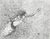 'Reach For' (2018) - Black and White Modern Ink Painting of a Woman (2018) thumbail