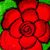Cotton tie belt, 'Fiesta Roses' - Mexican Red and Green 100% Cotton Tie Belt with Rose Motif (image 2e) thumbail