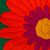 Cotton blend clutch, 'Wrap Around Bloom in Scarlet' - Embroidered Scarlet Flower on Tan Cotton Blend Clutch (image 2f) thumbail