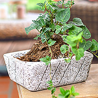 Reclaimed stone flower pot, 'Striped Gardener' - Striped Rectangular Reclaimed Stone Flower Pot from Mexico
