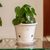 Ceramic orchid pot, 'Garden Grace' - White Ceramic Orchid Pot thumbail