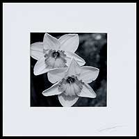 'Partners' - Black and White Daffodils Floral Photograph