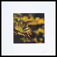 'Japanese Maple' - Maple Leaf in Korea Color Photograph from Thailand