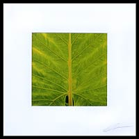 'Life Lines' - Green Caladium Leaf Close-Up Color Photograph
