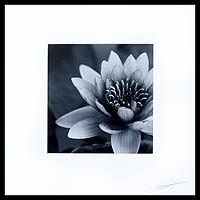 'Purity' - Grey Scale Signed White Lotus Blossom Photograph