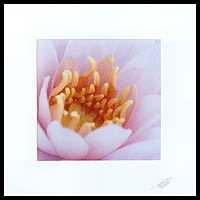 'Shades of Pink' - Floral Color Photograph