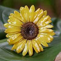 Natural flower brooch pin,