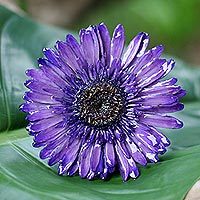 Natural flower brooch pin,
