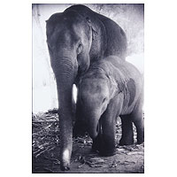 'Forever' - Mother and Baby Elephants Black and White Photograph