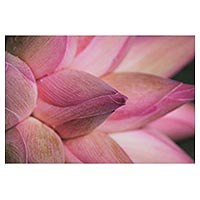 'Lotus Offerings' - Color Photography Closeup Print of Pink Lotus Buds