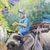 'Travel with Elephant' - Signed Thai Impressionist Painting of Elephant and Trees (image 2b) thumbail