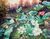 'The Lotus' (2015) - Signed Realist Nature Painting from Thailand (2015) thumbail