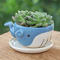 Ceramic mini flower pot, 'Whale Roots' - Hand-Painted Whale-Shaped Ceramic Mini Flower Pot and Saucer