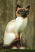 Wood sculpture, 'Siamese Cat' - Wood sculpture thumbail
