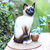 Wood sculpture, 'Siamese Cat' - Wood sculpture (image 2j) thumbail