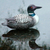 Wood statuette, 'Male Common Loon' - Albesia Wood Duck Sculpture (image 2b) thumbail