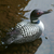 Wood statuette, 'Male Common Loon' - Albesia Wood Duck Sculpture (image 2c) thumbail