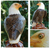 Wood sculpture, 'Powerful Eagle' - Wood sculpture (image 2) thumbail