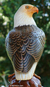 Wood sculpture, 'Powerful Eagle' - Wood sculpture thumbail