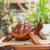 Wood sculpture, 'Mythic Tortoise' - Hand Crafted Wood Turtle Sculpture (image 2) thumbail