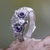 Amethyst ring, 'Owl Wisdom' - Amethyst and Silver Bird Ring (image 2b) thumbail