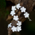 Bracelet, 'Frangipani' - Floral Sterling Silver Link Bracelet (image 2c) thumbail