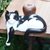 Wood statuette, 'Curious Kitty' - Wood statuette (image 2j) thumbail