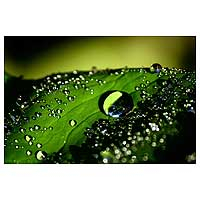 'Drops of Water on Leaf' - Color photograph Drops of Water on Leaf