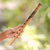 Flauta de bambú - Flauta de bambú de Indonesia