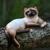 Wood statuette, 'Playful Siamese Kitten' - Wood statuette (image 2) thumbail