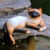 Wood statuette, 'Playful Siamese Kitten' - Wood statuette (image 2b) thumbail